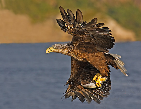 White-tailed Eagle