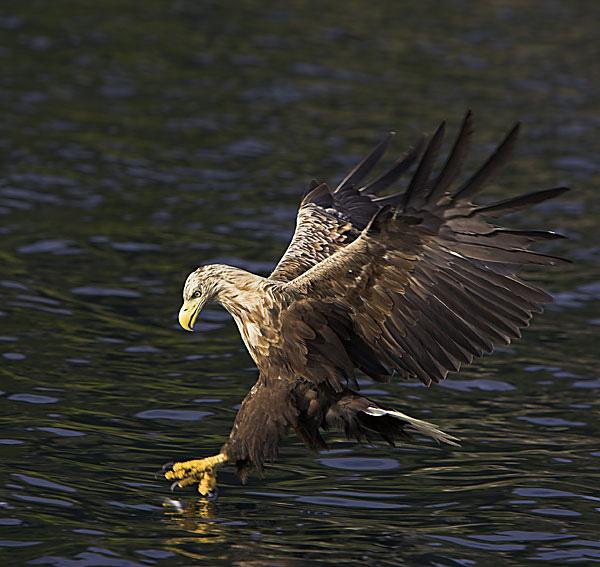 White-tailed Eagle