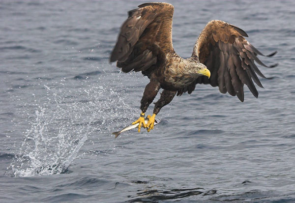 White-tailed Eagle