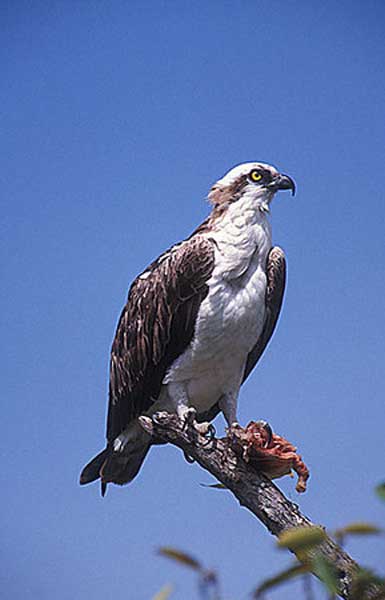 Osprey