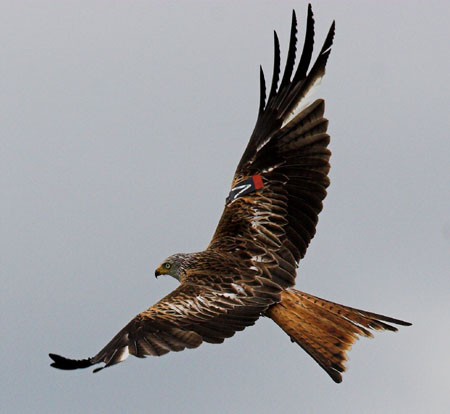 Red Kite