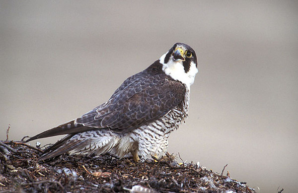 Peregrine