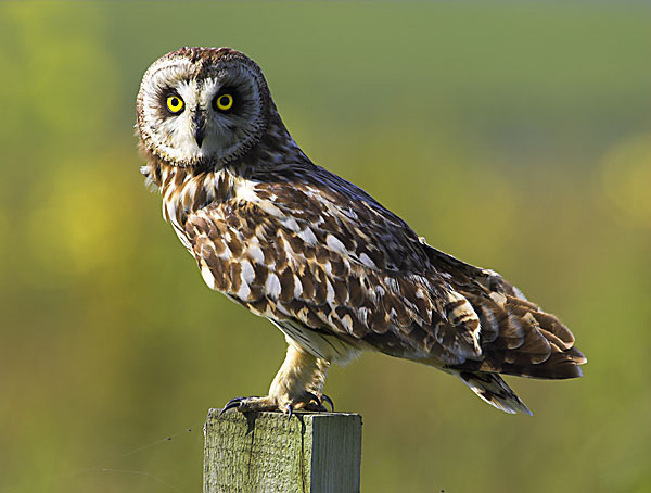 Short-eared Owl