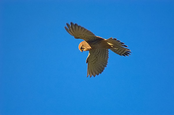 Kestrel