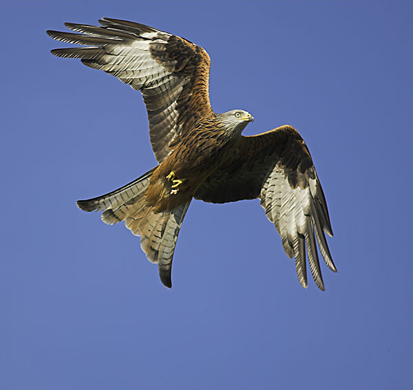 Red Kite