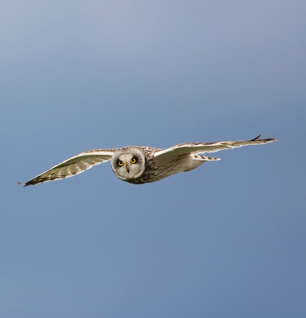 Short-eared Owl 