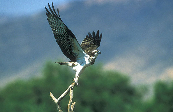 Osprey