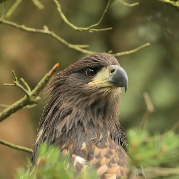 White-tailed Eagle