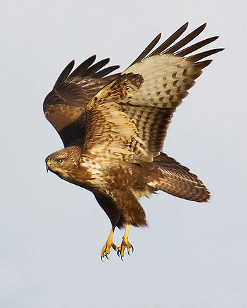 Buzzard