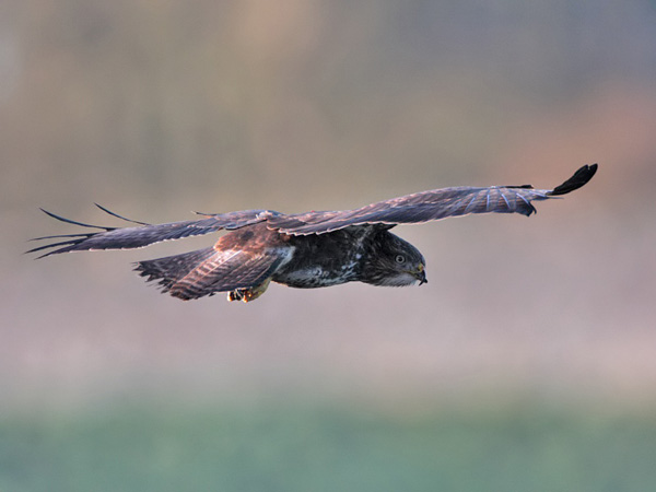 Buzzard