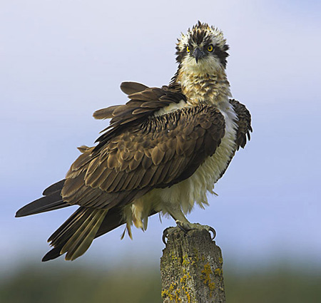 Osprey