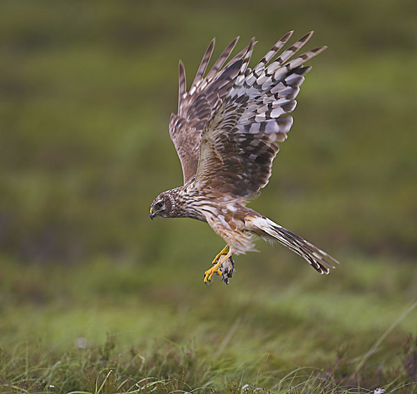 Hen Harrier