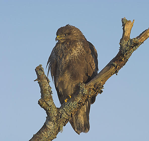 Buzzard