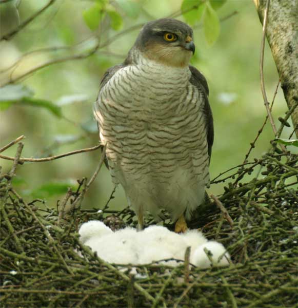 Sparrowhawk