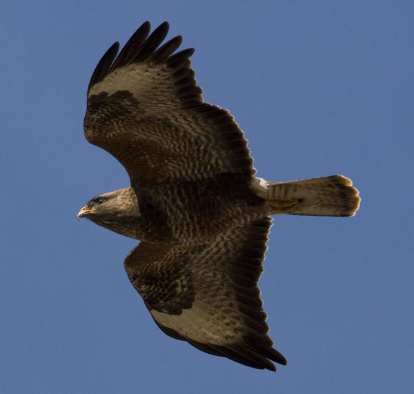 Buzzard