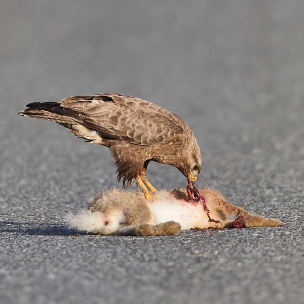 Buzzard