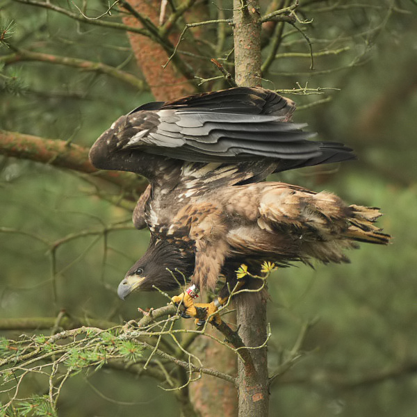 White-tailed Eagle