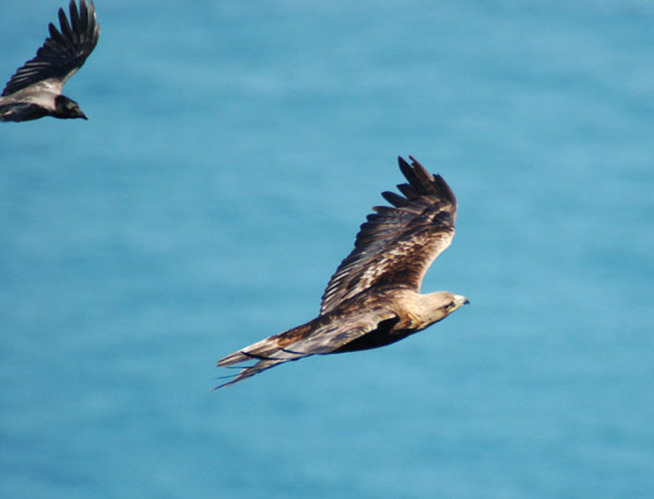 Golden Eagle