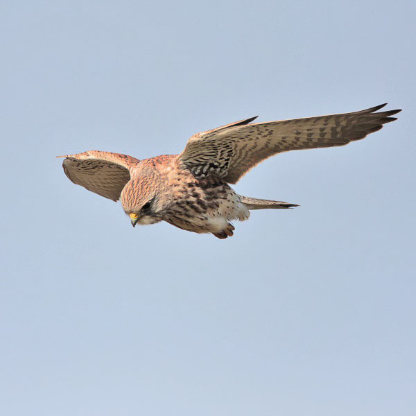 Kestrel