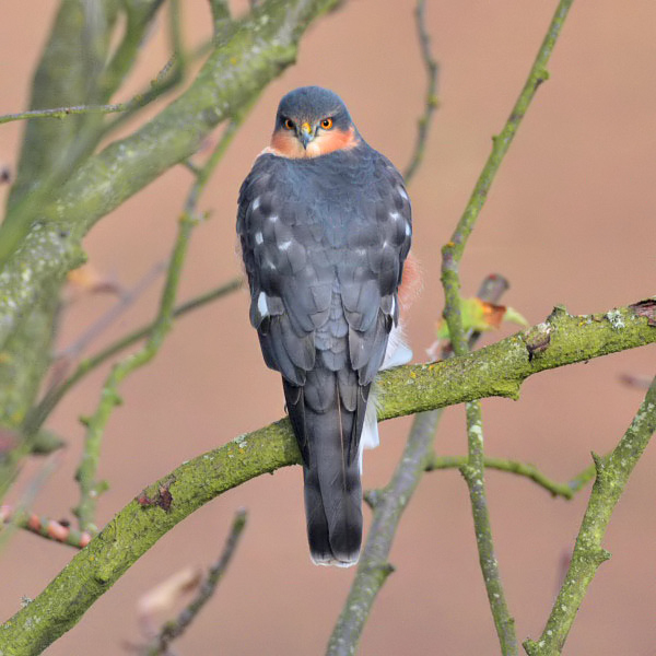 Sparrowhawk