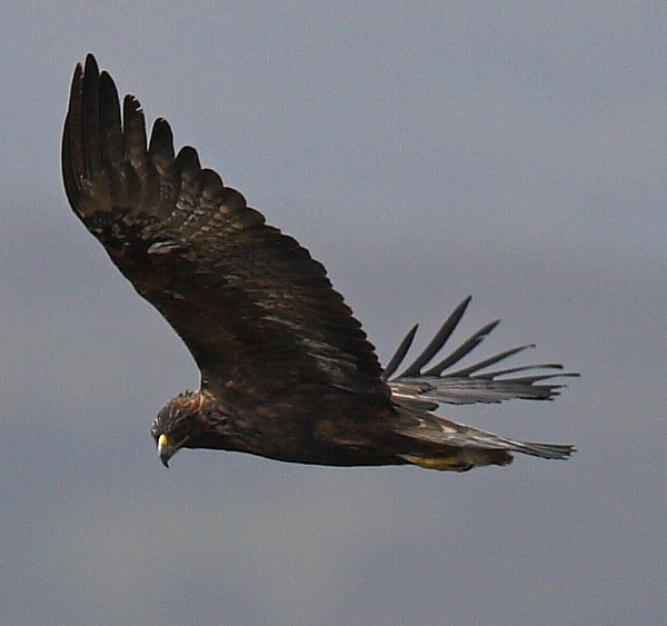 Golden Eagle