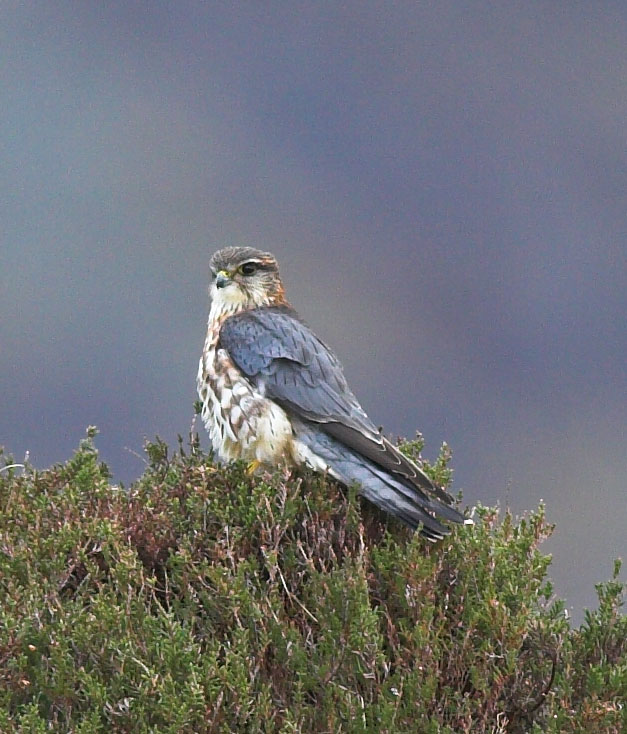 Merlin