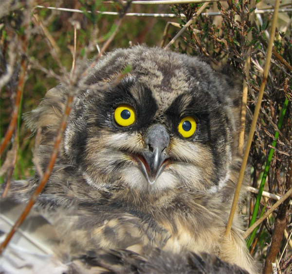 Short-eared Owl 