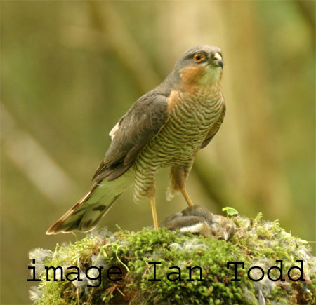 Sparrowhawk