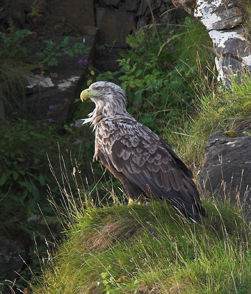 White-tailed Eagle