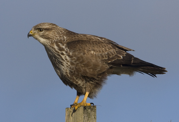 Buzzard