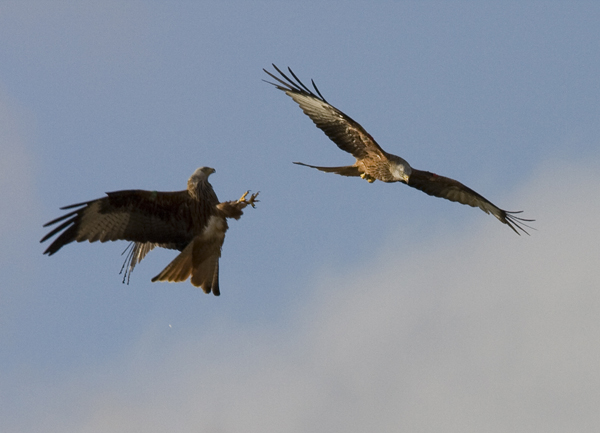 Red Kites