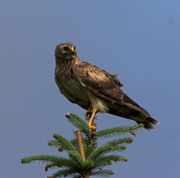 Hen Harrier