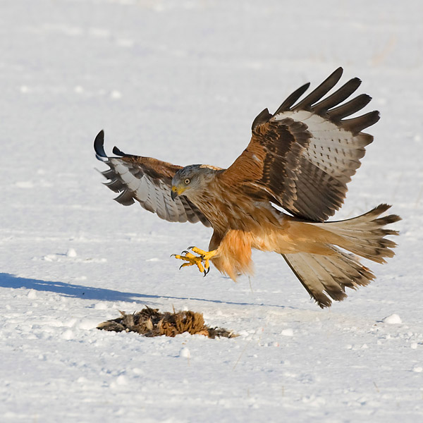 Red Kite