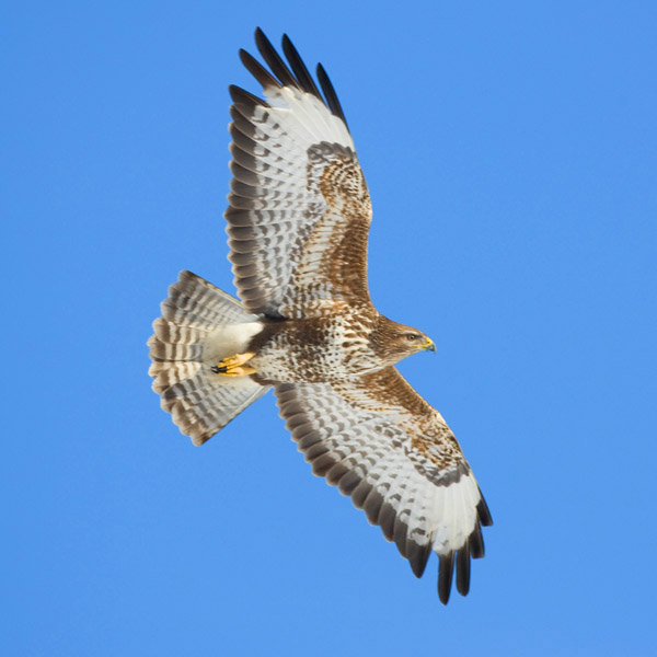 Scottish Raptor Study Group - Gallery Page