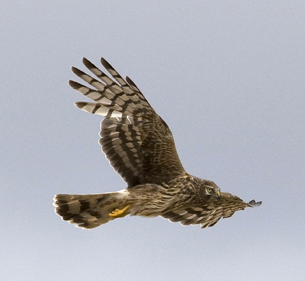 Hen Harrier