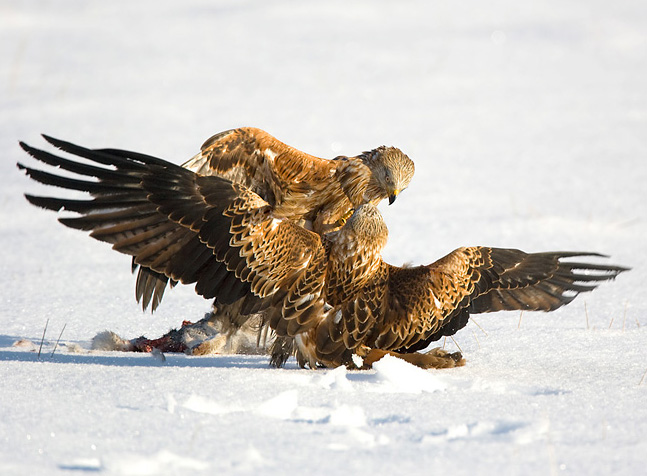 Red Kites