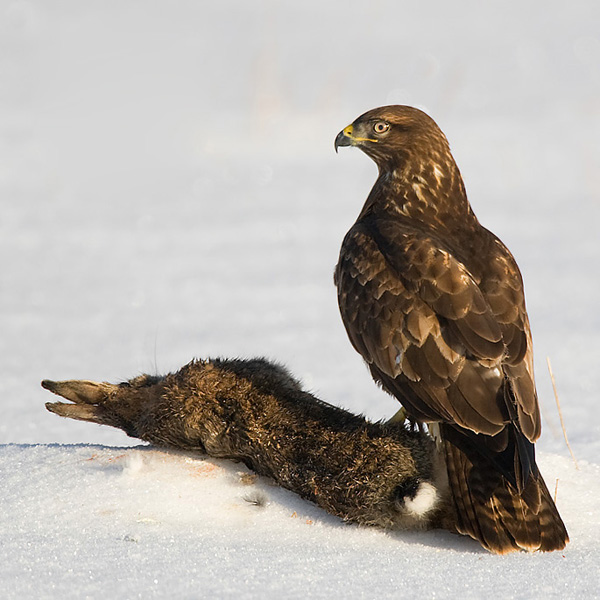 Common Buzzard