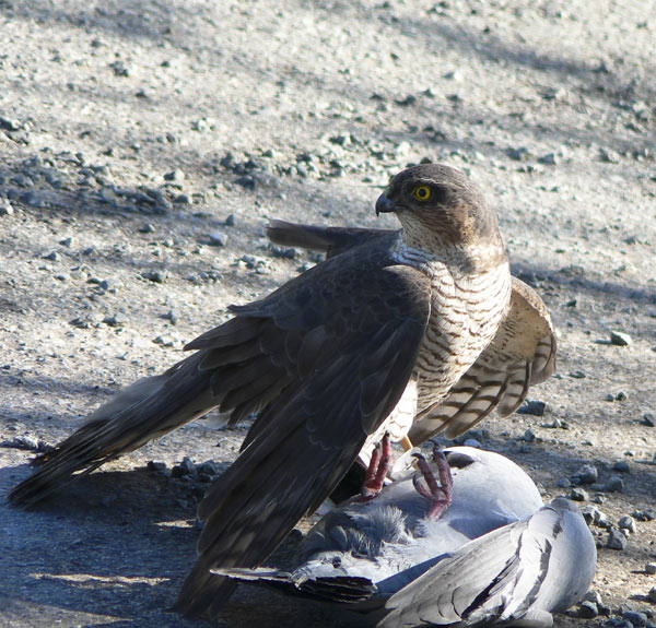 Sparrowhawk 