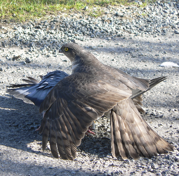 Sparrowhawk 