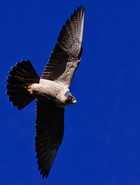 Peregrine