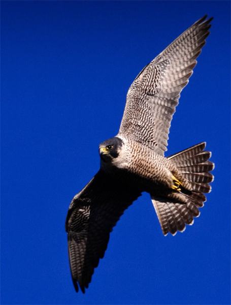 Peregrine