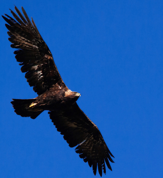 Golden Eagle