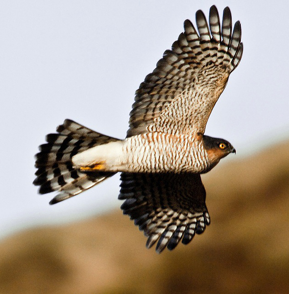 Sparrowhawk