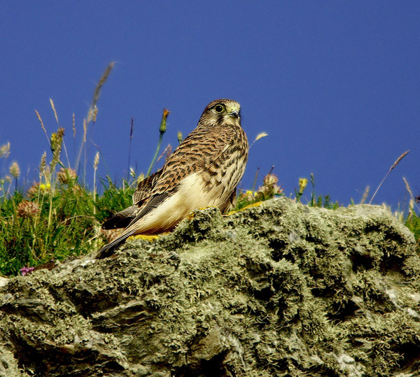 Kestrel