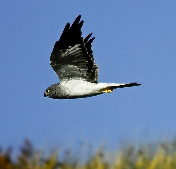 Hen Harrier