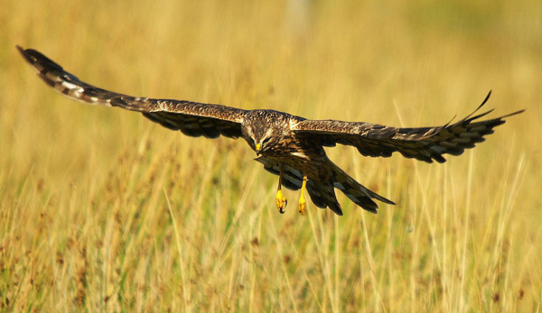 Hen Harrier