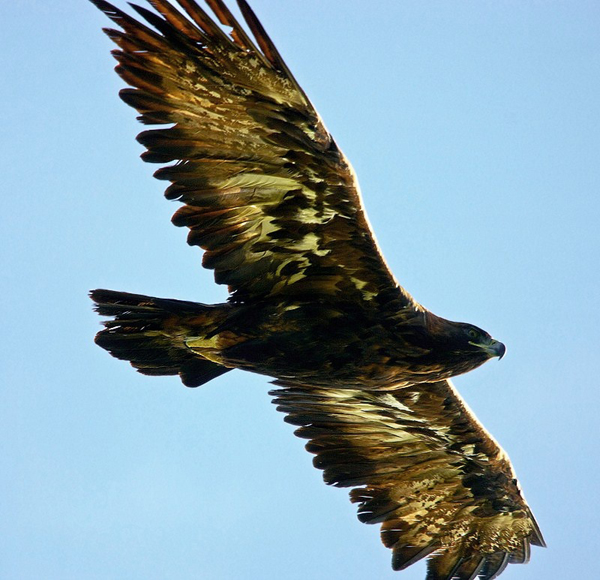 Golden Eagle