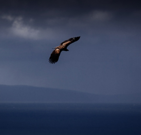 White-tailed Eagle