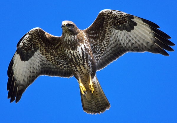 Common Buzzard