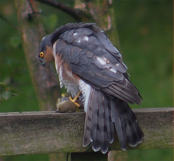 Sparrowhawk